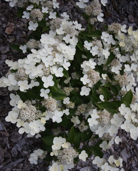 Гортензия метельчатая `Прим Уайт`, Hydrangea paniculata `Prim White ...